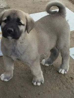 Chiot de race (type Mastin/Bulldog)