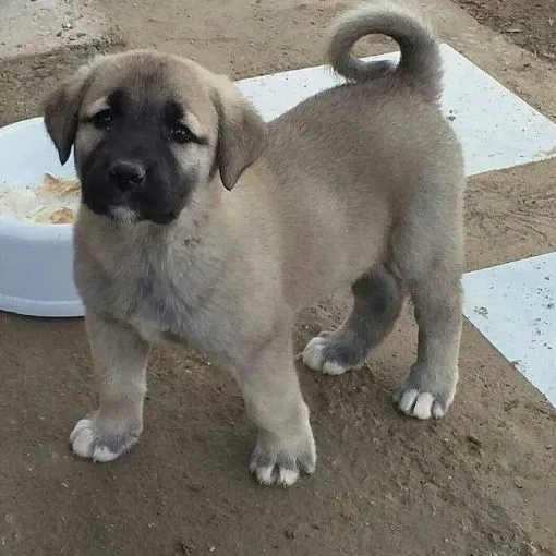 Chiot Kangal - Photo 1
